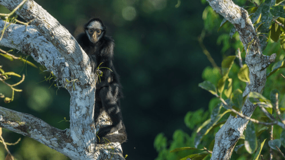 Espécie de macaco do Parque Cristalino entra para lista internacional dos ameaçados de extinção