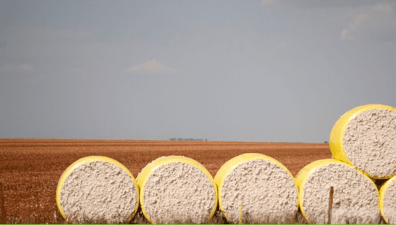 Algodão em Mato Grosso: pesquisa revela presença de 17 agrotóxicos proibidos na União Europeia