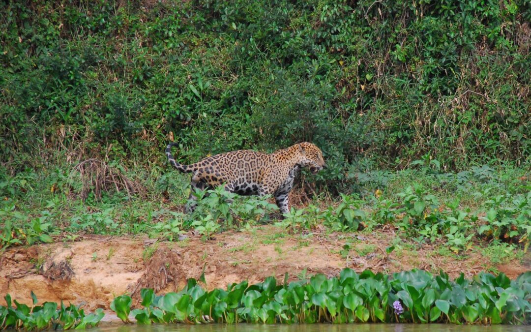 Pedido de vista adia mais uma vez decisão do TJ-MT sobre lei que ameaça o Pantanal