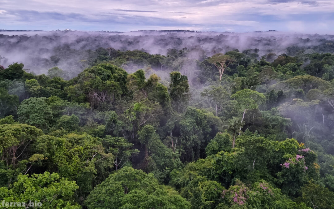 Ao apontar ilegalidade de autora de ação, AGU pede ao TJ que anule processo de extinção do Parque Cristalino II