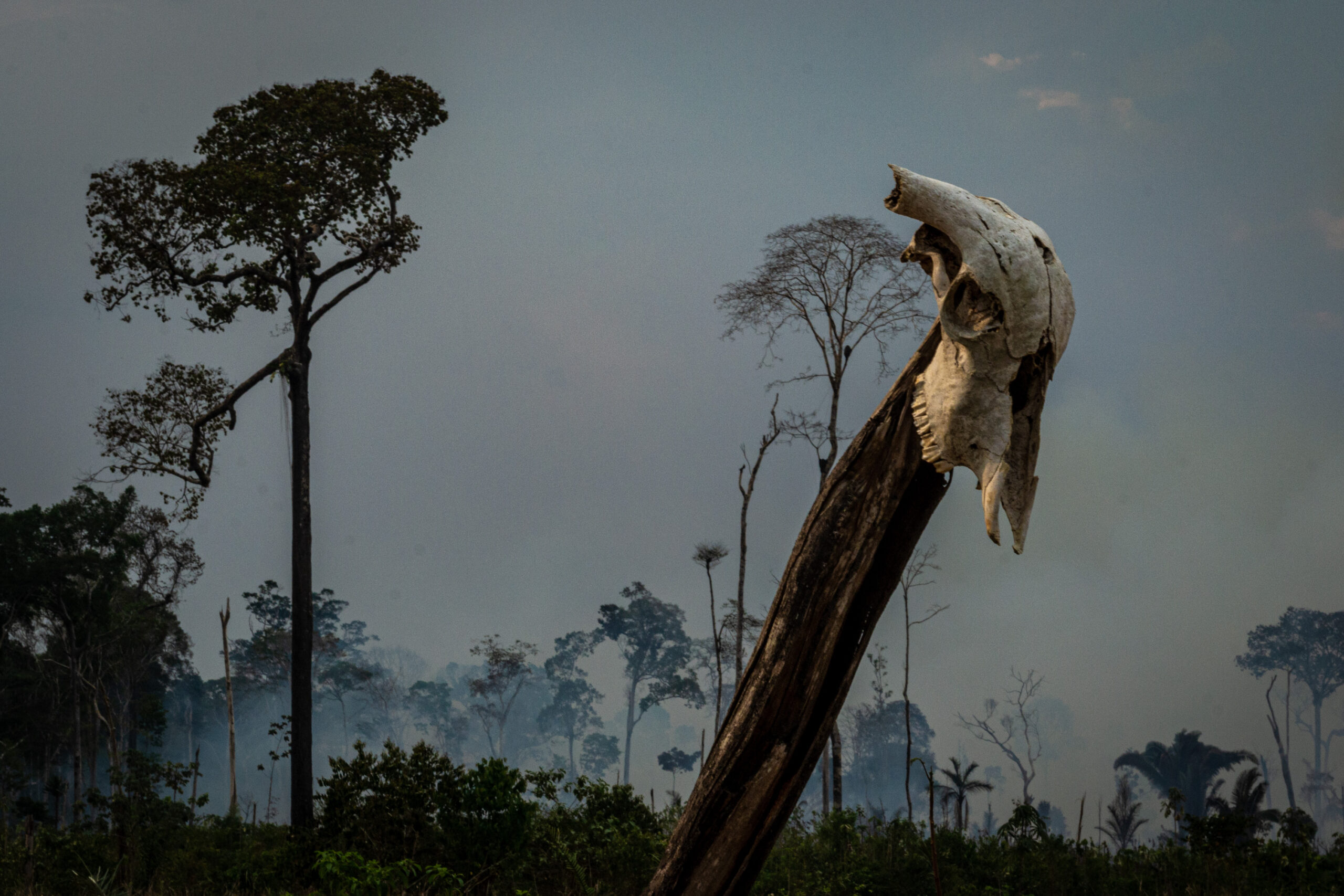 Carta Aberta cobra ações políticas para reparação dos danos ao clima causados pelo desmatamento