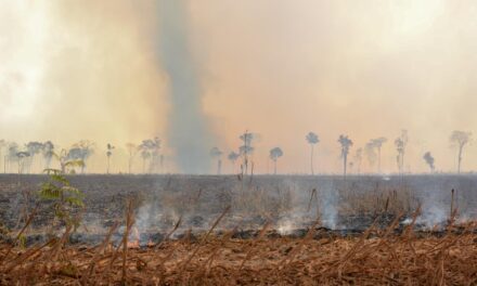 Fogo avança sobre Parque Estadual Cristalino II e consome área de quase mil campos de futebol