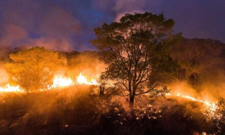 Emergência climática: queimadas na Amazônia e Pantanal em discussão no STF