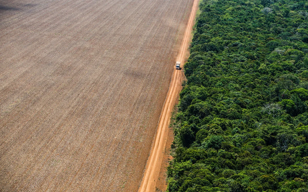 Legalizar o ilegal: projeto quase aprovado em Mato Grosso propõe aumentar áreas de Cerrado, favorecendo o desmatamento