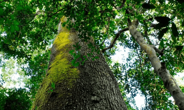 Sociedade comercial apresentou documentos falsos e testemunhas negaram posse de área do Parque Estadual Cristalino II