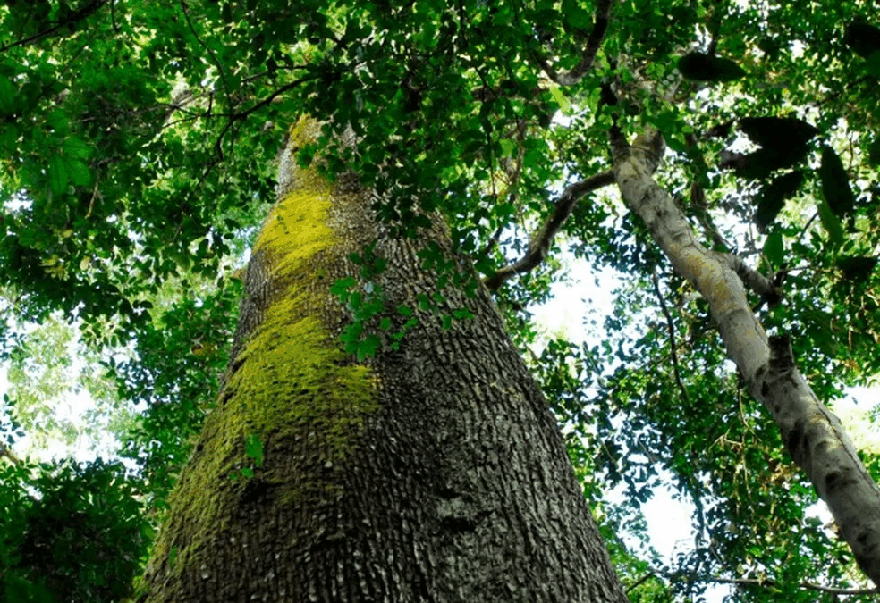 Sociedade comercial apresentou documentos falsos e testemunhas negaram posse de área do Parque Estadual Cristalino II