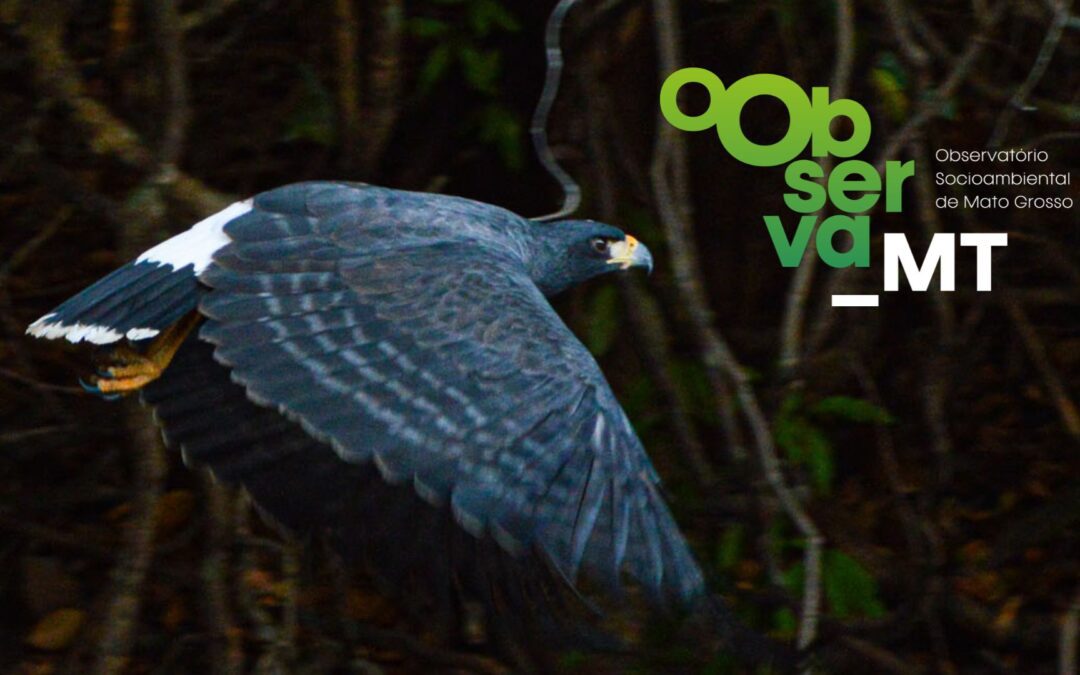 Observa-MT retoma campanha #ObservaSeuVoto e lança balanço da agenda socioambiental de MT